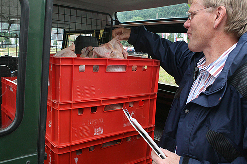 Dr. Stefan Kohler, stellvertretender Leiter des Veterinär- und Lebensmittelüberwachungsamtes, kontrolliert frisch geschlachtete Hähnchen. (Foto: OBK)