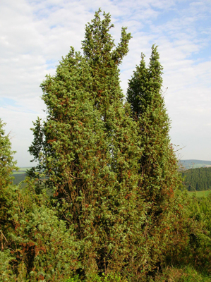 Es gibt nur noch drei Wacholderheiden in Oberberg. Sie stehen alle unter Naturschutz. (Foto: BSO)