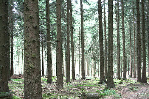 65 Prozent des Kreiswaldes sind Nadelhölzer. Die schnell nachwachsende Fichte beschert dem Betrieb schwarze Zahlen. (Foto: OBK)