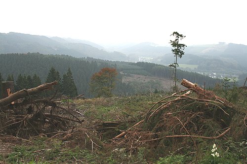 An der Kahlstelle verbleiben einzelne Bäume als Nahrungsquelle für Vögel. (Foto: OBK) 