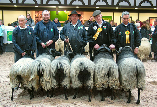 Verbandssammlung des Schafzuchtverbands Nordrhein-Westfalen mit 5 oberbergischen Schafen (Foto: Markus Barkhausen) 