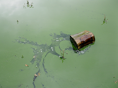 Blaualgen in der Lingesetalsperre in Marienheide (Foto: OBK)