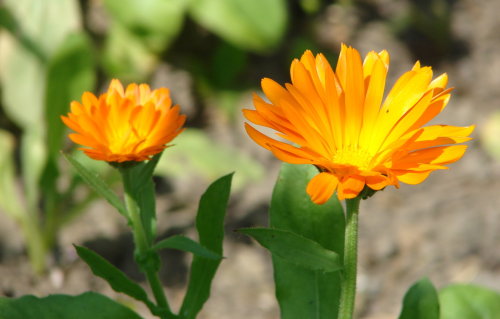 Calendulablüten im Bauerngarten Haus Dahl (Foto: Museum Schloss Homburg)