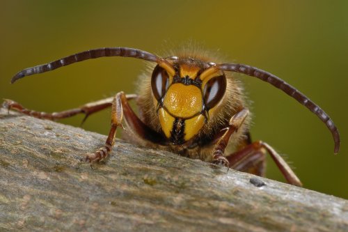 Hornissen sehen gefährlich aus, sind jedoch eher friedliche Gesellen (Foto: Jürgen Kottmann)