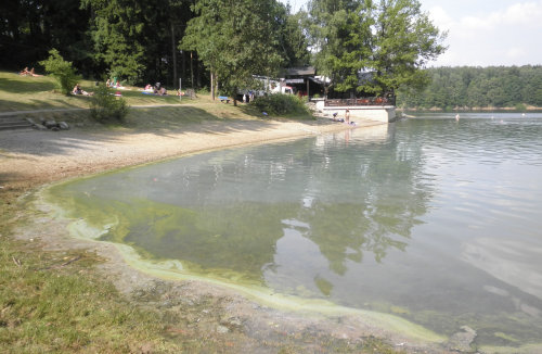 Blaualgen in der Bevertalsperre (Foto:OBK) 