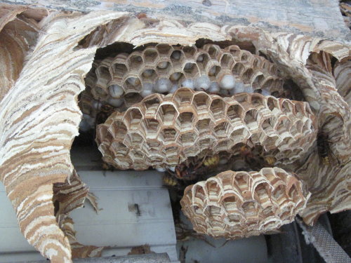 Das vergleichsweise kleine Nest in einem Rolladenkasten in Nümbrecht (Foto: Angelika Leistikow)