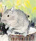 Foto eines Degus Foto eines Degus
