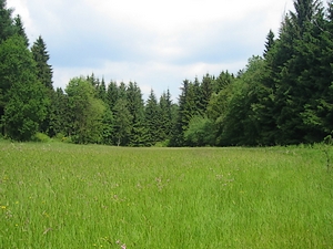 Feuchtwiese vor einem Waldgebiet