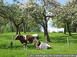 Zwei Kühe auf einer Obstweide