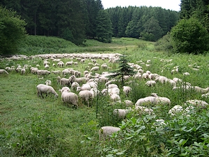 Schafe im Römerbachtal in Morsbach