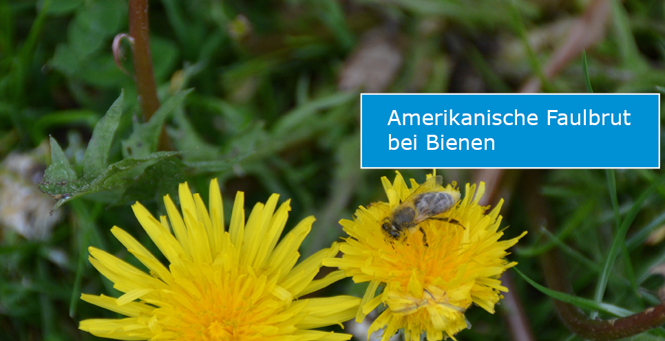 Slider Amerikanische Faulbrut (Foto: obk) Slider Amerikanische Faulbrut (Foto: obk)