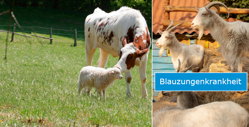 Slider Blauzungenkrankheit. (Foto links: OBK, Foto rechts: Bild von Freepik)