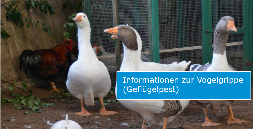 Slider Vogelgrippe (Foto: obk)