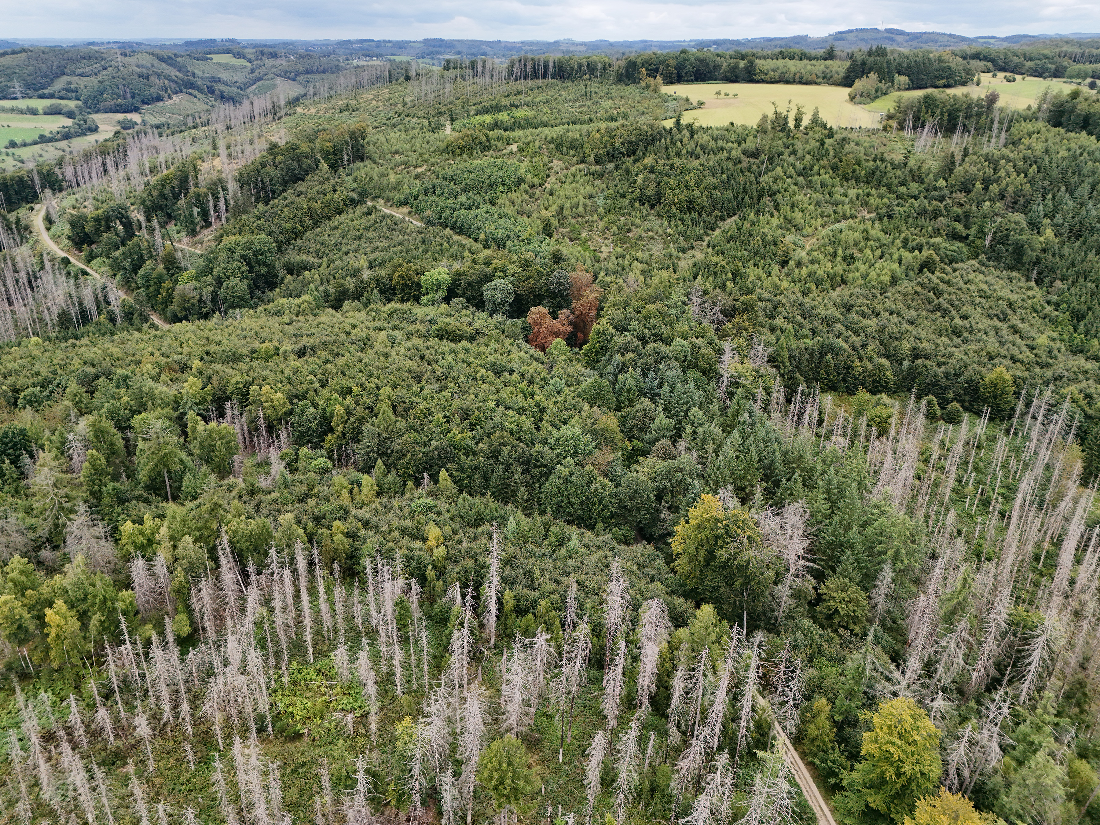 Luftaufnahme eines Waldgebietes mit deutlichen Anzeichen von Waldsterben. Sichtbar sind abgestorbene Bäume mit kahlen Ästen neben grünen, gesunden Bereichen.