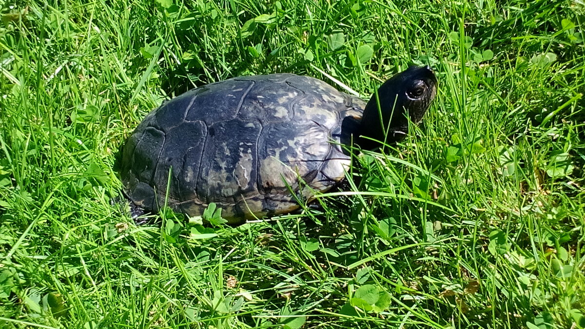 Eine Schildkröte mit dunklem Panzer und Kopf, die auf einer Wiese mit grünem Gras und Klee sitzt.