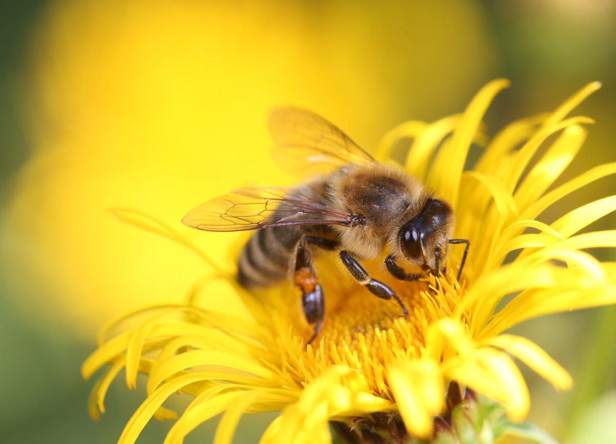 Nahaufnahme einer Biene, die auf einer gelben Blüte sitzt und Nektar sammelt. Die Flügel der Biene sind transparent und deutlich sichtbar.