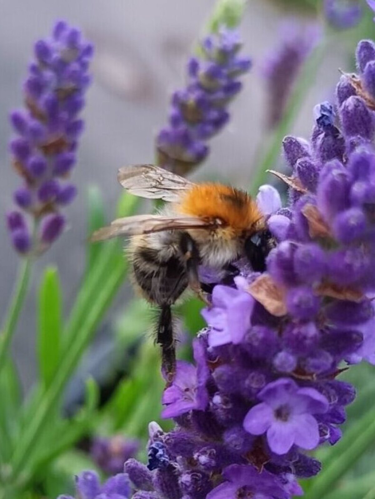 Wildbiene im Lavendel