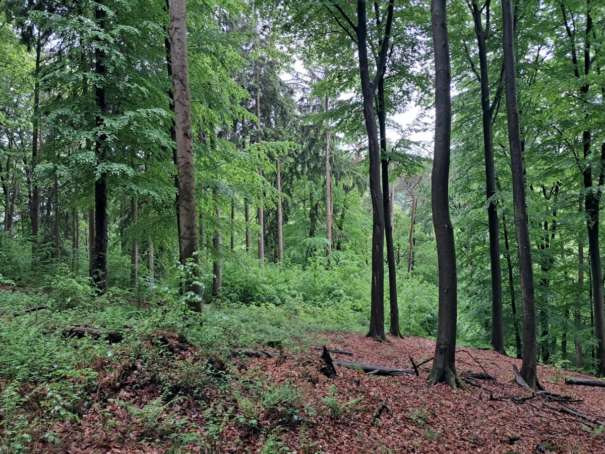 Ein dichter Wald mit hohen Bäumen und grünen Blättern. Der Waldboden ist mit Laub und Zweigen bedeckt, und im Hintergrund sind weitere Bäume sichtbar.