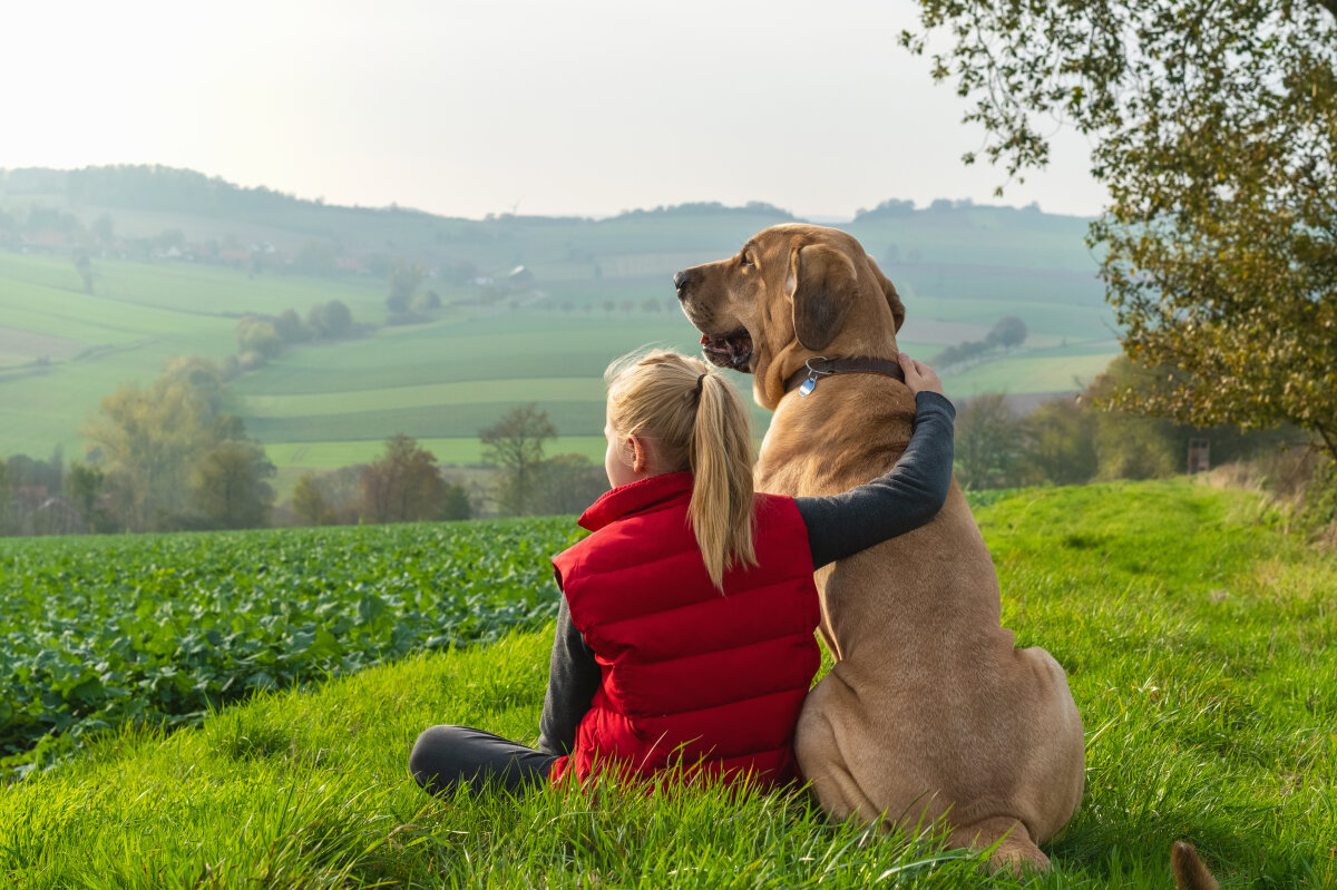 Beste Freunde - ein Mädchen sitzt in der Natur und umarmt seinen besten Freund, einen Broholmer, und beide genießen den Sonnenuntergang