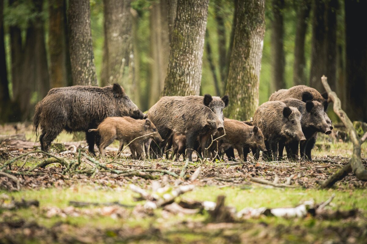 Rencontre chasse troupeau famille sangliers en forêt d'Europe