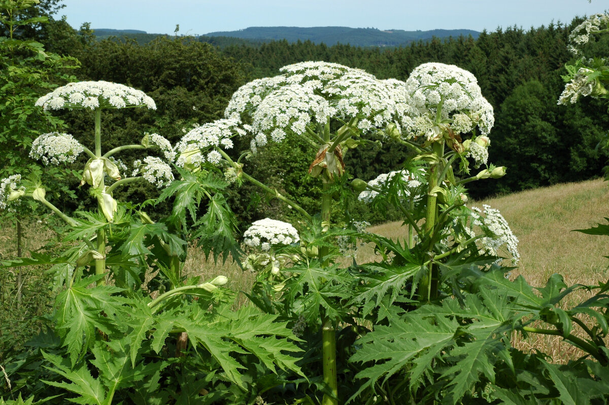 Große, grüne Pflanzen mit weißen, doldenförmigen Blüten stehen in einer Wiese. Im Hintergrund sind Wälder und Hügel zu sehen.