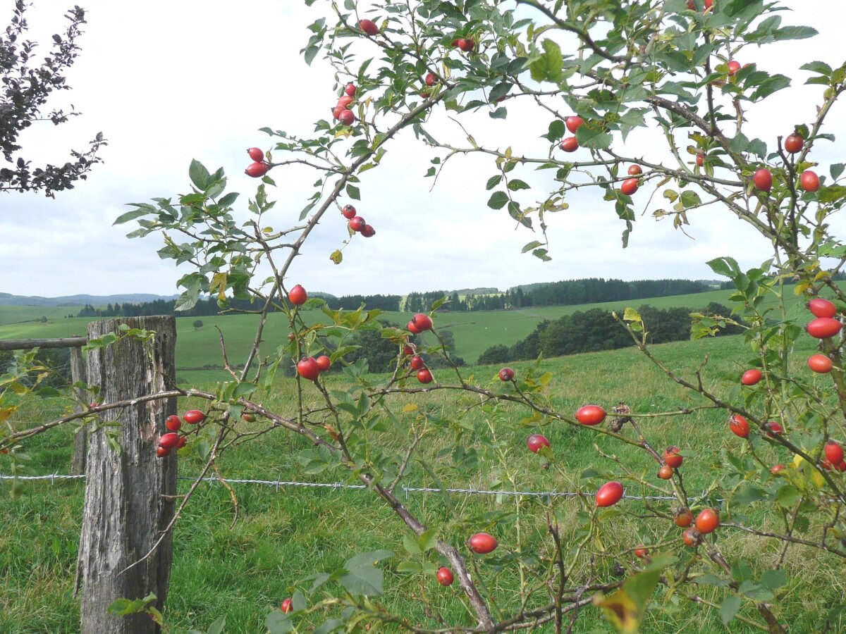 Zweig eines Hagebuttenstrauchs mit roten Früchten im Vordergrund. Im Hintergrund eine ländliche Landschaft mit grünen Wiesen, Bäumen und einem Holzzaun.