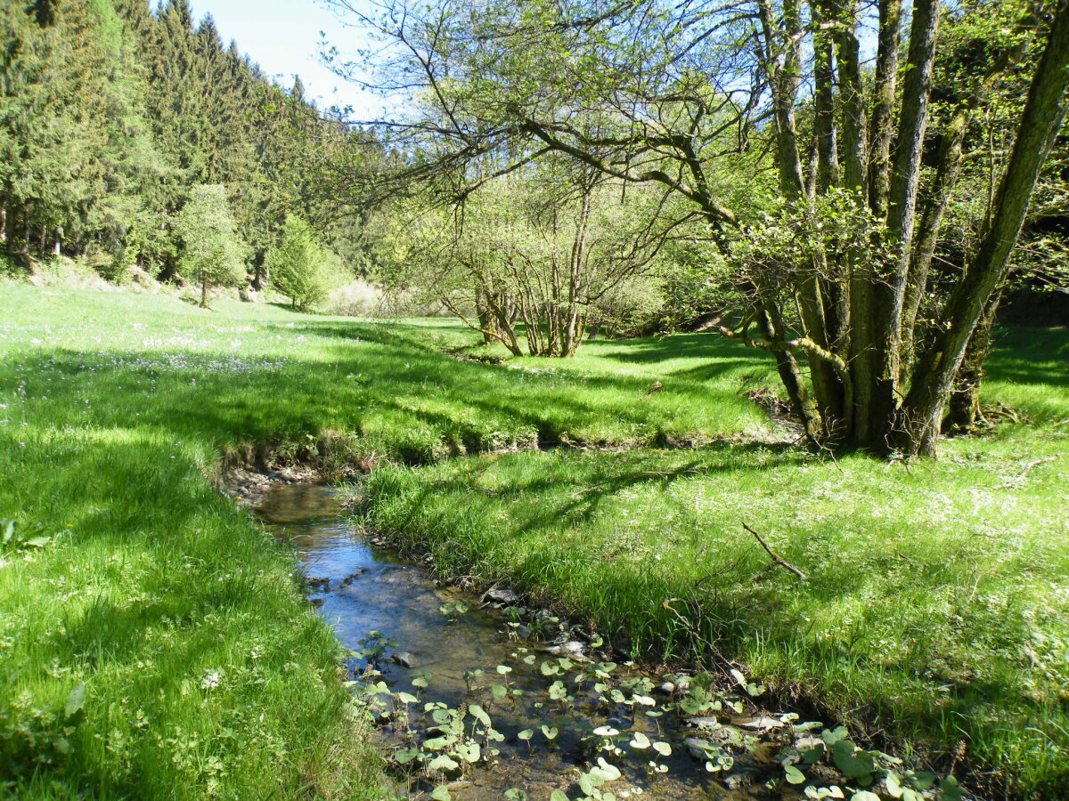 Eine grüne Wiese mit einem kleinen Bach, der durch die Landschaft fließt. Im Hintergrund stehen dichte Bäume, und einige Bäume wachsen am Ufer des Bachs.