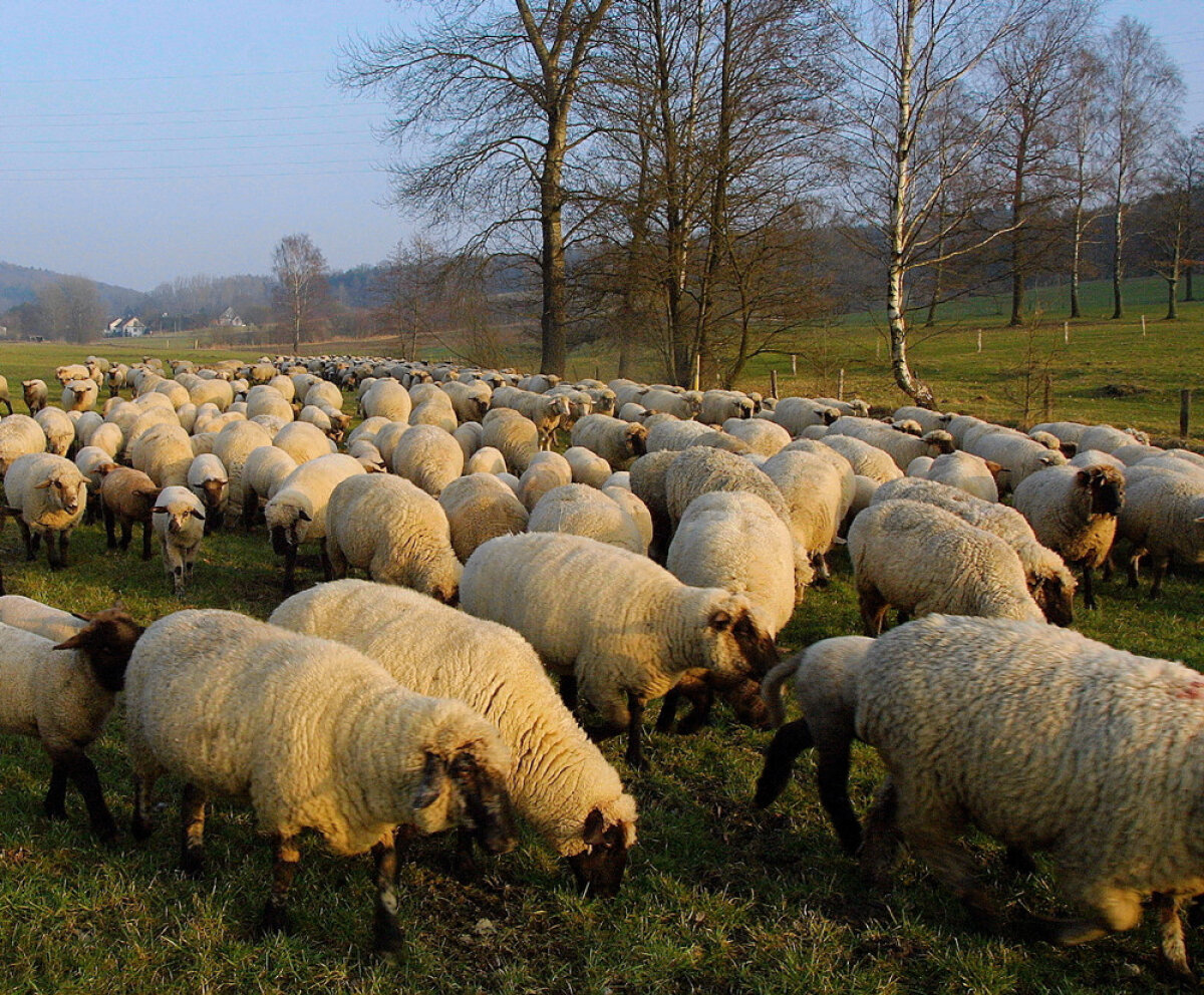 Schafe in einer Herde