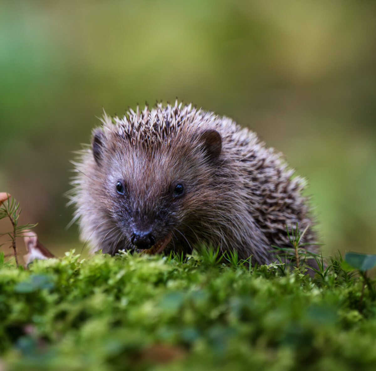 Curious European hedgehog (Erinaceus europaeus) exploring mossy forest floor with mushrooms