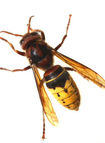 Europäische Hornisse (Vespa crabro)