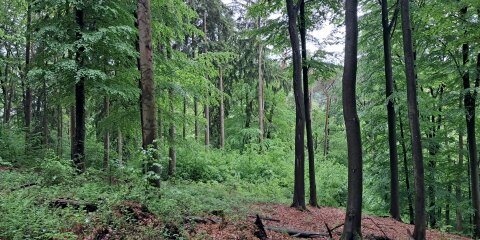 Ein dichter Wald mit hohen Bäumen und grünen Blättern. Der Waldboden ist mit Laub und Zweigen bedeckt, und im Hintergrund sind weitere Bäume sichtbar.