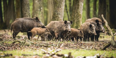 Rencontre chasse troupeau famille sangliers en forêt d'Europe