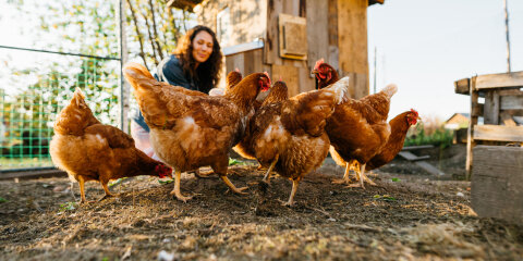 Joyful woman in chicken coop enjoying farm life by feeding chickens