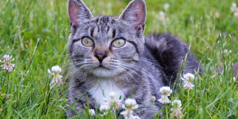 Eine getigerte Katze mit weißen Abzeichen liegt im Gras, umgeben von weißen Klee-Blüten, und blickt aufmerksam nach vorne.
