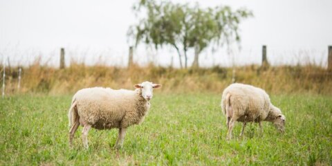 Auf dem Bild sind Schafe auf einer Wiese zu sehen.
