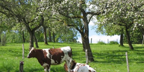 Zwei braun-weiße Kühe auf einer grünen Wiese. Eine Kuh steht, die andere liegt. Dahinter ein Zaun und blühende Obstbäumen auf einer grünen Wiese. Im Hintergrund ein Zaun und blauer Himmel.