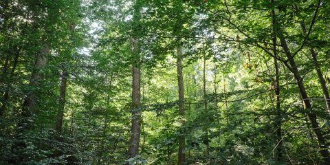 Waldlandschaft mit dichtem Laubwerk, hohen Bäumen und Sonnenlicht, das durch das grüne Blätterdach scheint. Bodennahes Buschwerk ist ebenfalls sichtbar.