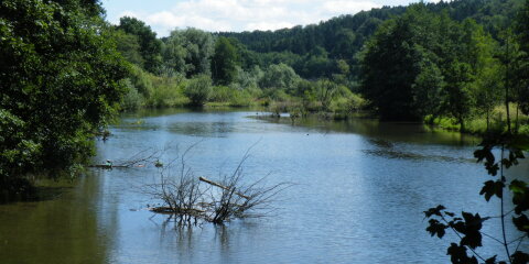 Ein ruhiger Fluss mit klarer Wasseroberfläche, umgeben von dichtem grünen Wald und Sträuchern. Im Wasser sind vereinzelt Äste und Baumstämme sichtbar.