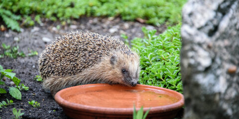 Hedgehog drinking