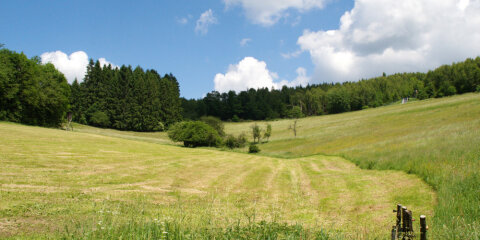 Weite Wiesenlandschaft mit gemähtem Gras im Vordergrund, umgeben von Wald am Horizont. Der Himmel ist blau mit weißen Wolken. Ein Hochsitz ist links sichtbar.