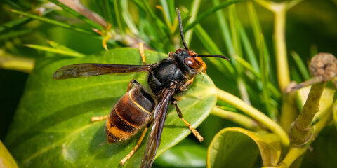 Frelon asiatique (Vespa velutina)