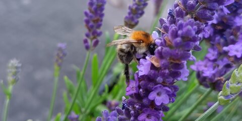 Wildbiene im Lavendel