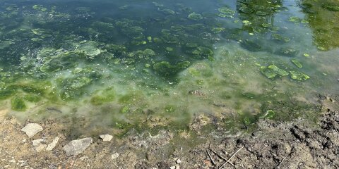 Ufer eines Gewässers mit grünlichem Wasser, das von Algen bedeckt ist. Im Vordergrund erdiger Boden mit Steinen und Pflanzenresten.