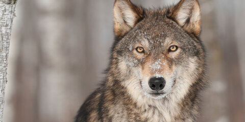Grey Wolf (Canis lupus) Portrait