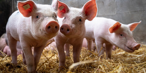 Neugierige Ferkel in einen Stall mit Stroh