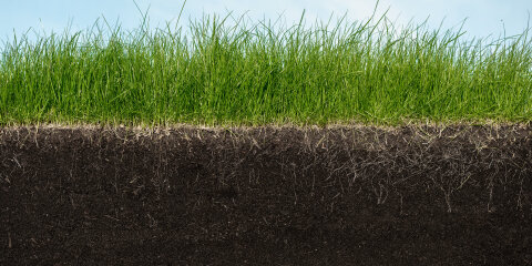 Querschnitt einer Grasfläche mit grünem Gras oberhalb und dunkler Erde mit sichtbaren Wurzeln darunter, vor einem blauen Himmel.