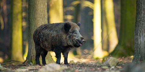 Sus scrofa. The wild nature of the Czech Republic. Free nature. Picture of an animal in nature. Beautiful picture. Animal in the woods. Deep forest. Mysterious Forest. Wild. From animal life.