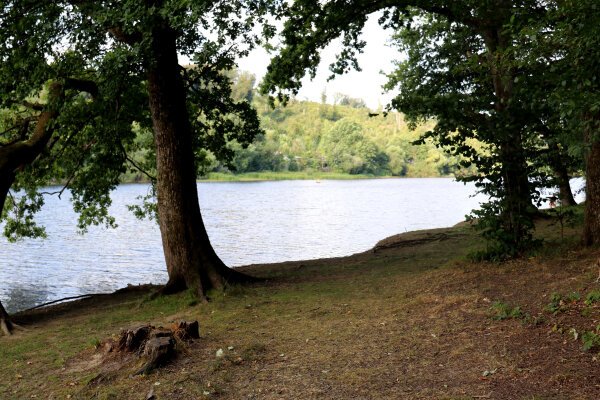 Ufer eines Sees mit grasbewachsenem Boden und Baumstümpfen im Vordergrund. Große Bäume ragen in das Bild, im Hintergrund sind bewaldete Hügel sichtbar.