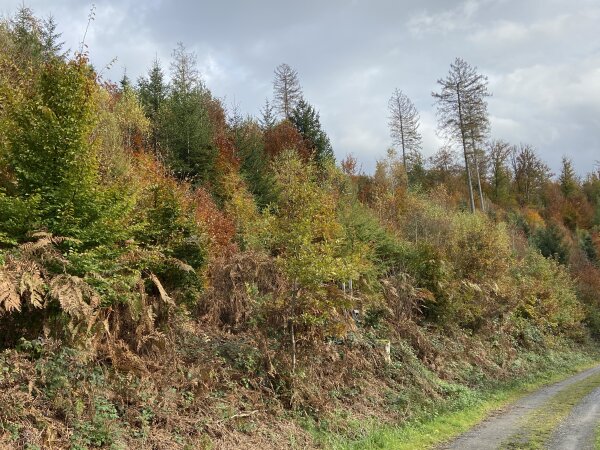 Hang mit dichtem Wald aus bunten Laub- und Nadelbäumen im Herbst. Im Vordergrund sind braune Farne und ein unbefestigter Weg sichtbar. Der Himmel ist bewölkt.