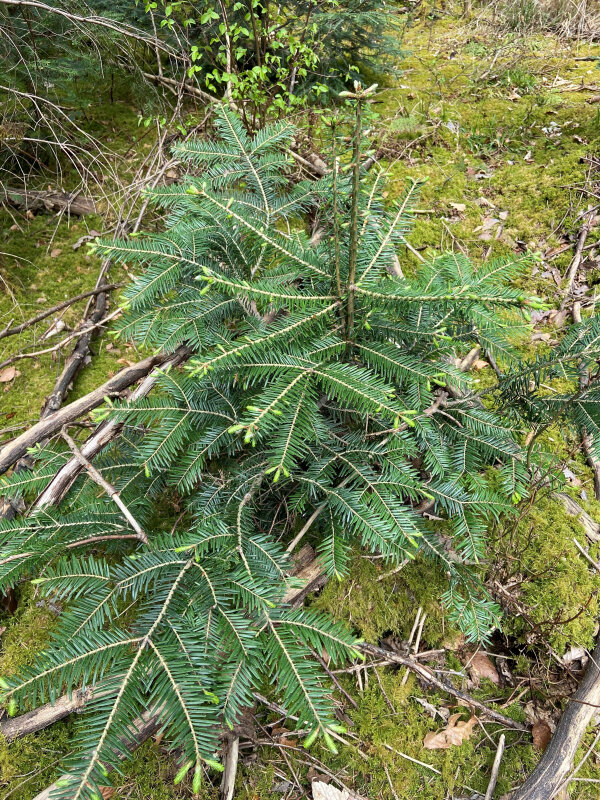 Eine kleine Tanne mit grünen Nadeln wächst auf einem mit Moos bedeckten Waldboden. Um die Pflanze herum liegen Äste und Blätter. Im Hintergrund sind weitere Pflanzen sichtbar.